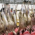 qurban vs ibu hamil
