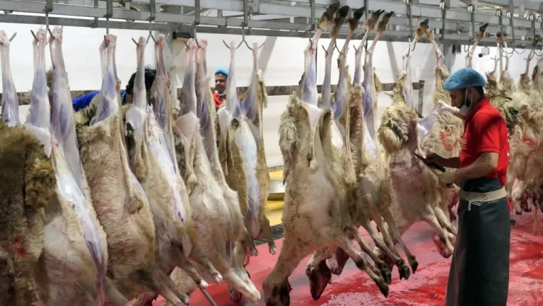 qurban vs ibu hamil