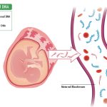 Mengenal Tes NIPT: Skrining Genetik Janin Sejak Trimester Pertama Kehamilan.